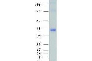 Western Blotting (WB) image for Tribbles Homolog 1 (TRIB1) protein (Myc-DYKDDDDK Tag) (ABIN2734211)