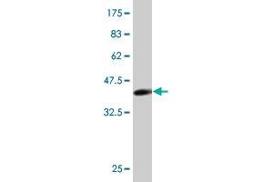 Western Blot detection against Immunogen (33. (SLUG 抗体  (AA 97-169))