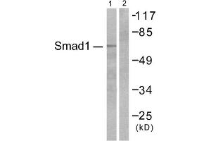 Western blot analysis of extracts from COS7 cells, treated with EGF (200ng/ml, 15mins), using Smad1 (epitope around residue 465) antibody. (SMAD1 抗体  (Ser465))
