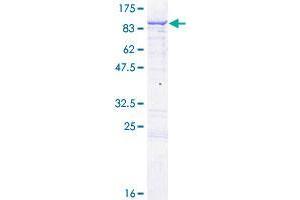 ENOX1 Protein (AA 1-643) (GST tag)