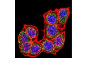 Immunofluorescence (IF) image for anti-Mitogen-Activated Protein Kinase 14 (MAPK14) antibody (ABIN3003280) (MAPK14 抗体)