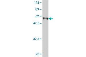 Western Blot detection against Immunogen (57. (CAPZA1 抗体  (AA 1-286))