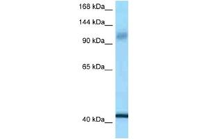 WB Suggested Anti-IARS2 Antibody Titration: 1. (IARS2 抗体  (C-Term))
