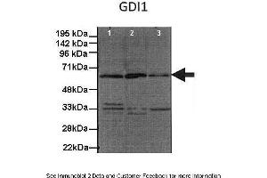 Human, Mouse (GDI1 抗体  (C-Term))