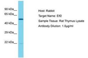 Image no. 1 for anti-E74-Like Factor 2 (Ets Domain Transcription Factor) (ELF2) (AA 151-200) antibody (ABIN6750396) (ELF2 抗体  (AA 151-200))
