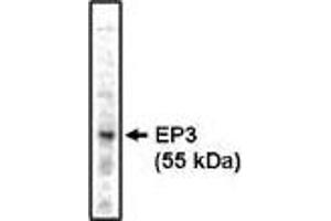 Western blot analysis using EP3 antibody on bovine brain lysate at 1 µg/ml. (PTGER3 抗体)