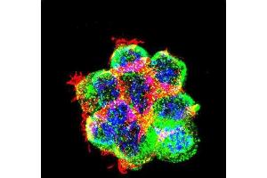 Immunofluorescence (IF) image for anti-Catenin (Cadherin-Associated Protein), beta 1, 88kDa (CTNNB1) (AA 692-721), (C-Term) antibody (ABIN1881238)