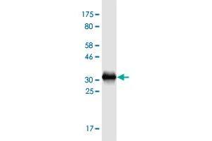 Western Blot detection against Immunogen (31. (TMSB15A 抗体  (AA 1-45))