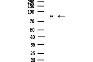 Western blot analysis of lysates from Mouse brain, using Phospho-PSD95 (Ser418) Antibody at 1/1000 dilution.