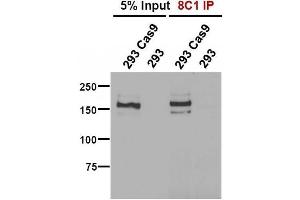 Immunofluorescence (IF) image for anti-CRISPR-Cas9 antibody (ABIN5563965)