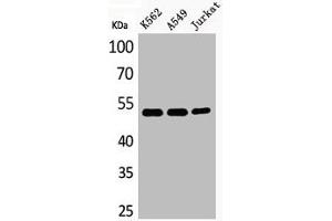 Western Blot analysis of K562A549Jurkat cells using Acetyl-Tubulin α (K352) Polyclonal Antibody (TUBA1A 抗体  (acLys352))