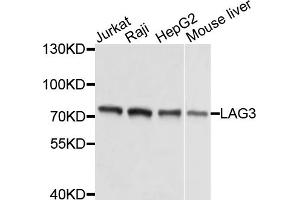 Western blot analysis of extracts of various cell lines, using LAG3 antibody (ABIN5975779) at 1/1000 dilution. (LAG3 抗体)
