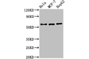 Western Blot Positive WB detected in: Hela whole cell lysate, MCF-7 whole cell lysate, HepG2 whole cell lysate All lanes: CHRNB1 antibody at 3 μg/mL Secondary Goat polyclonal to rabbit IgG at 1/50000 dilution Predicted band size: 57, 50 kDa Observed band size: 57 kDa (CHRNB1 抗体  (AA 24-244))
