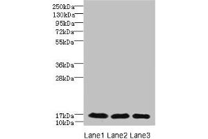 Western blot All lanes: C3orf18 antibody at 1. (C3orf18 抗体  (AA 83-162))