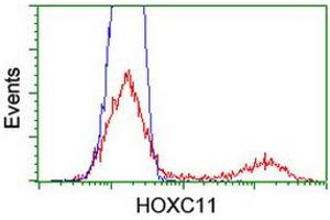 HEK293T cells transfected with either RC201475 overexpress plasmid (Red) or empty vector control plasmid (Blue) were immunostained by anti-HOXC11 antibody (ABIN2454342), and then analyzed by flow cytometry. (HOXC11 抗体  (AA 1-304))