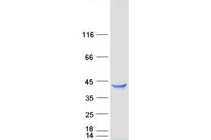 Western Blotting (WB) image for C-Type Lectin Domain Family 1, Member A (CLEC1A) protein (Myc-DYKDDDDK Tag) (ABIN2712864)