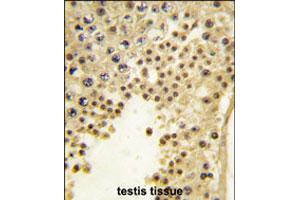 Formalin-fixed and paraffin-embedded human testis tissue reacted with FBXL11 polyclonal antibody  , which was peroxidase-conjugated to the secondary antibody, followed by DAB staining. (KDM2A 抗体  (Internal Region))