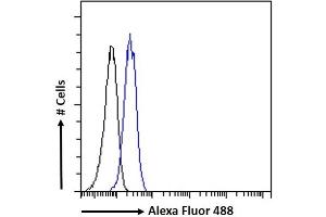 (ABIN334460) Flow cytometric analysis of paraformaldehyde fixed Jurkat cells (blue line), permeabilized with 0. (PINK1 抗体  (Internal Region))