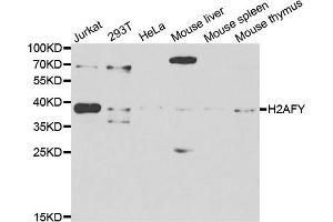 Western blot analysis of extracts of various cell lines, using H2AFY antibody. (H2AFY 抗体)