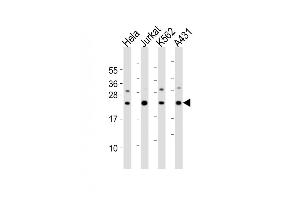 All lanes : Anti-IL24 Antibody at 1:2000 dilution Lane 1: Hela whole cell lysates Lane 2: Jurkat whole cell lysates Lane 3: K562 whole cell lysates Lane 4: A431 whole cell lysates Lysates/proteins at 20 μg per lane. (IL-24 抗体)
