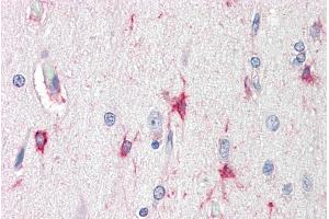 ABIN1686794 (5µg/ml) staining of paraffin embedded Human Cortex. (BAG3 抗体  (Internal Region))