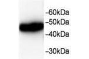 Image no. 1 for anti-Chloride Intracellular Channel 1 (CLIC1) antibody (ABIN791549)