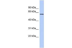 WB Suggested Anti-PDE4B Antibody Titration: 0.