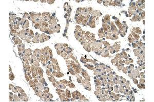 CLCC1 antibody was used for immunohistochemistry at a concentration of 4-8 ug/ml to stain Skeletal muscle cells (arrows) in Human Muscle. (CLCC1 抗体  (N-Term))