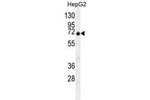 C9JLR9 Antibody (C-term) western blot analysis in HepG2 cell line lysates (35µg/lane). (C11orf95 抗体  (C-Term))