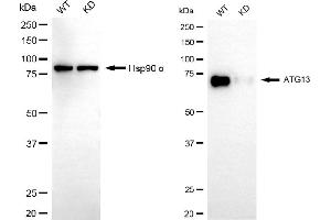 Western blotting analysis using ATG13 antibody (ABIN7797708). (Recombinant ATG13 抗体)
