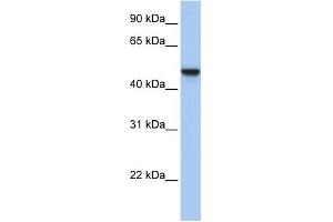 WB Suggested Anti-C20orf3 Antibody Titration:  0. (APMAP 抗体  (N-Term))