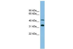 WB Suggested Anti-GORASP1 Antibody Titration: 0. (GORASP1 抗体  (N-Term))