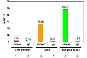ChIP results obtained with the Histone H3 (K9me2) polyclonal antibody . (Histone 3 抗体  (H3K9me2))