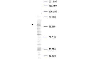 Western Blotting (WB) image for anti-Polo-Like Kinase 1 (PLK1) (pThr210) antibody (ABIN129581)