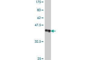 Western Blotting (WB) image for anti-General Transcription Factor IIH, Polypeptide 3, 34kD (GTF2H3) (AA 1-110) antibody (ABIN561179)