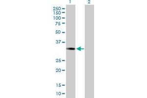 Western Blot analysis of ESD expression in transfected 293T cell line by ESD MaxPab polyclonal antibody. (Esterase D 抗体  (AA 1-282))