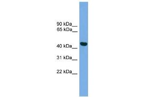 WB Suggested Anti-BRF2 Antibody Titration:  0. (BRF2 抗体  (Middle Region))