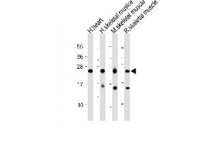 MYL1 Antikörper  (AA 101-135)