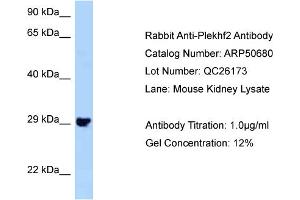 Western Blotting (WB) image for anti-Pleckstrin Homology Domain Containing, Family F (With FYVE Domain) Member 2 (PLEKHF2) (N-Term) antibody (ABIN2784284)