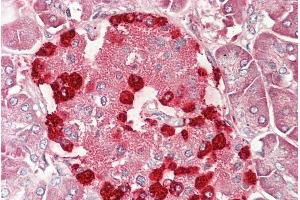 ABIN940570 (5µg/ml) staining of paraffin embedded Human Pancreas. (TSPY-Like 2 抗体  (AA 441-454))