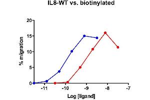 Cells expressing recombinant CXCR1 were assayed for migration through the transwell bare filter at various concentrations of IL-8. (IL-8 Protein (AA 28-99))
