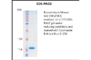 SDS-PAGE (SDS) image for Colony Stimulating Factor 2 (Granulocyte-Macrophage) (CSF2) (Active) protein (ABIN5509315) (GM-CSF 蛋白)