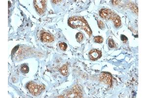 Immunohistochemistry (IHC) image for anti-Ribosomal Protein SA (RPSA) antibody (ABIN6939957)