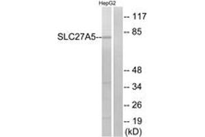 Western Blotting (WB) image for anti-Solute Carrier Family 27 (Fatty Acid Transporter), Member 5 (SLC27A5) (AA 481-530) antibody (ABIN2890164) (SLC27A5 抗体  (AA 481-530))