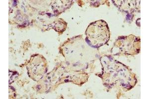 Immunohistochemistry of paraffin-embedded human placenta tissue using ABIN7145624 at dilution of 1:100 (BPGM 抗体  (AA 1-259))