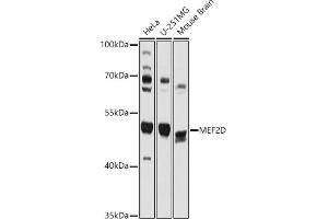 Western blot analysis of extracts of various cell lines, using MEF2D antibody (ABIN7268733) at 1:1000 dilution. (MEF2D 抗体  (AA 431-521))