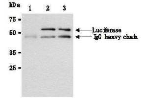 Western Blotting (WB) image for anti-Luciferase antibody (ABIN1108070) (Luciferase 抗体)