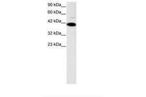 Image no. 3 for anti-Zfp-1 (AA 122-171) antibody (ABIN6735787) (Zfp-1 抗体  (AA 122-171))
