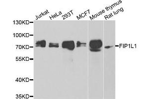Western blot analysis of extracts of various cell lines, using FIP1L1 antibody (ABIN5974293) at 1/1000 dilution. (FIP1L1 抗体)