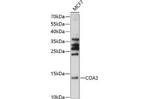 Western blot analysis of extracts of MCF7 cells, using CO antibody (ABIN7266633) at 1:1000 dilution. (CCDC56 抗体  (AA 1-106))